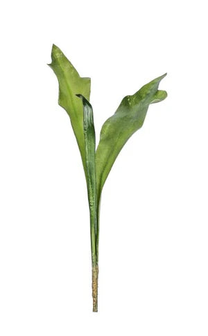 Staghorn Fern Stem