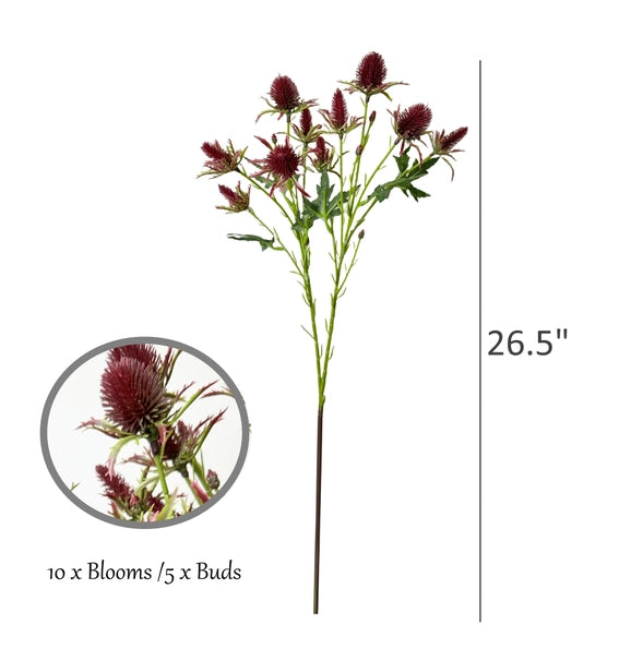 Thistle Eryngium Sea Holly