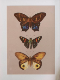 Framed Butterfly Prints Under Glass