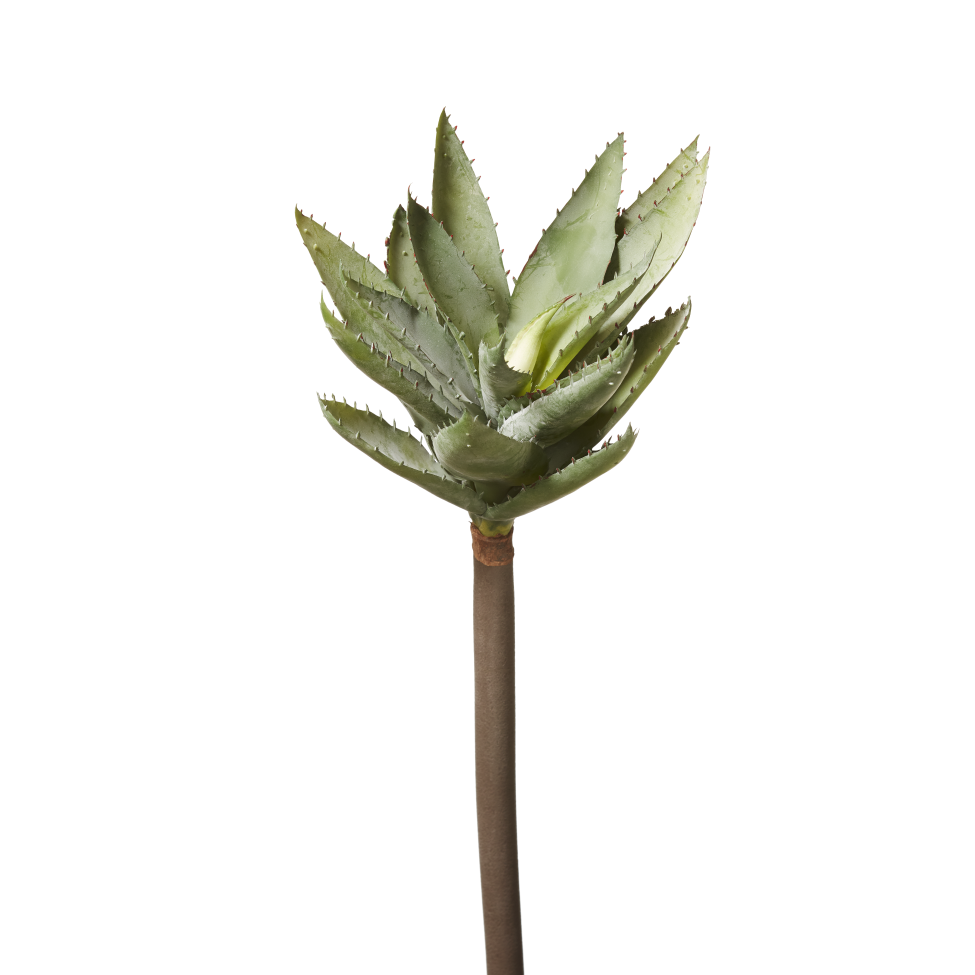 Aloe Stem