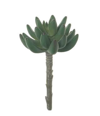 6" Burgandy/Green Single Stem Succulent