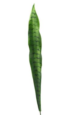 green snake like plant with single leaf 22" Snake Plant Stem – Mod House
