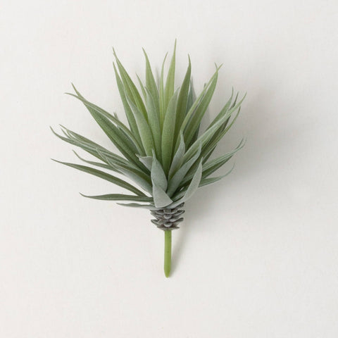 Agave Stem