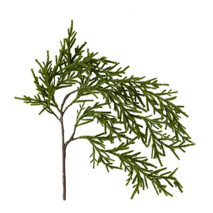 Weeping Pencil Pine Stem