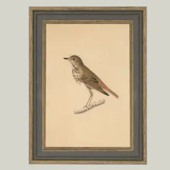 Bird Framed Antique Art