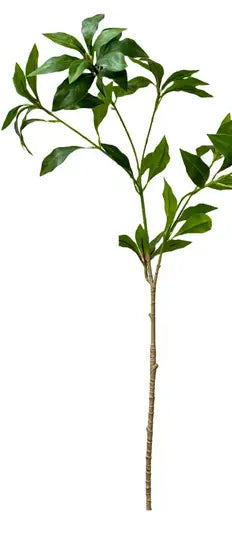 Pieris Japonica Stem