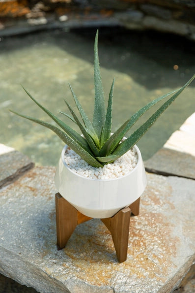 20" Aloe in White Ceramic Pot on Wood Stand