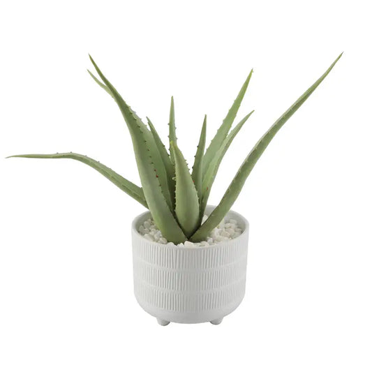 14" Aloe in Footed Pot with Lines