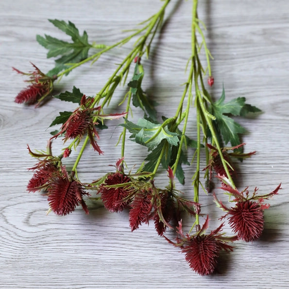 Thistle Eryngium Sea Holly