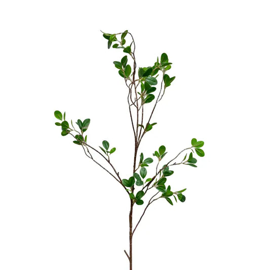 Aglaia Odorata Spray