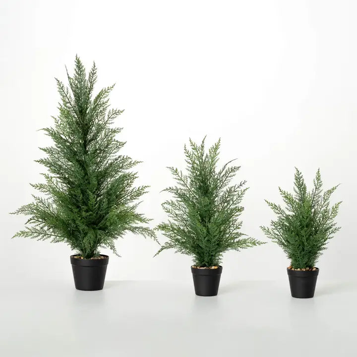 Potted Cedar Tree