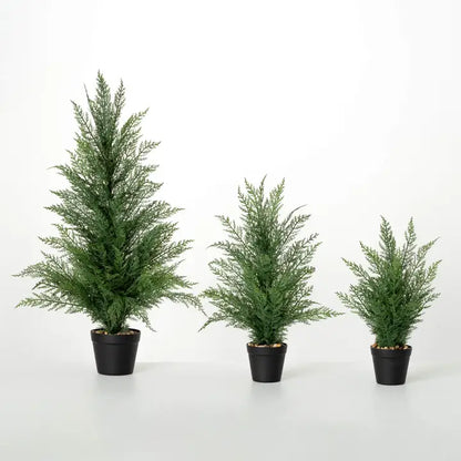 Potted Cedar Tree