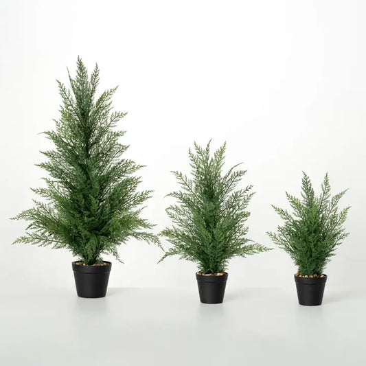 Potted Cedar Tree