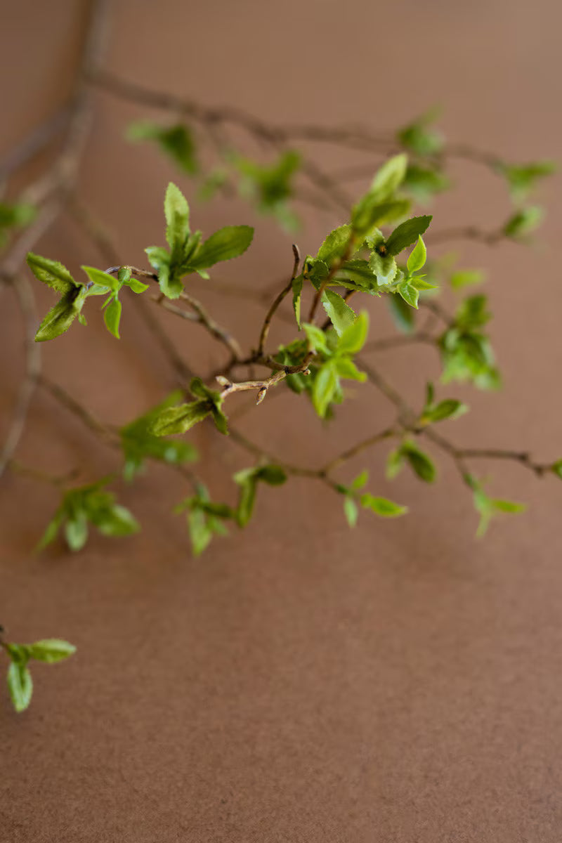 Budding Leaf Spray