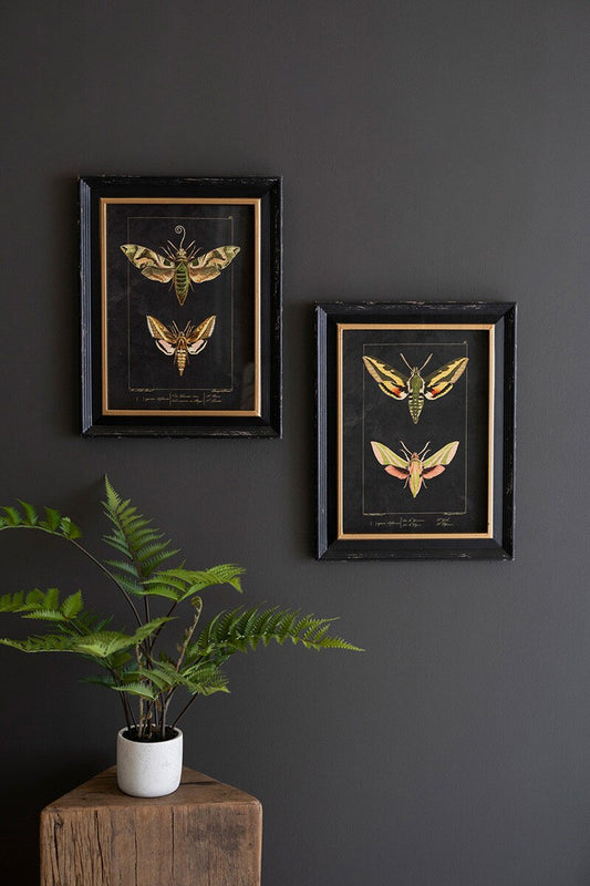 S/2 Framed Moth Prints Under Glass
