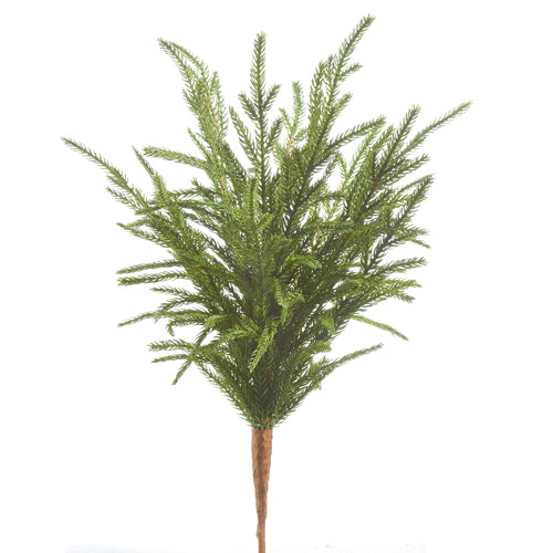 Norfolk Pine Pick