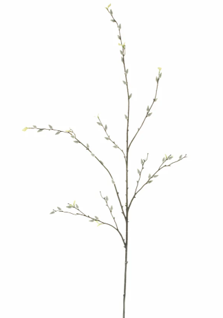 Pussy Willow Branch
