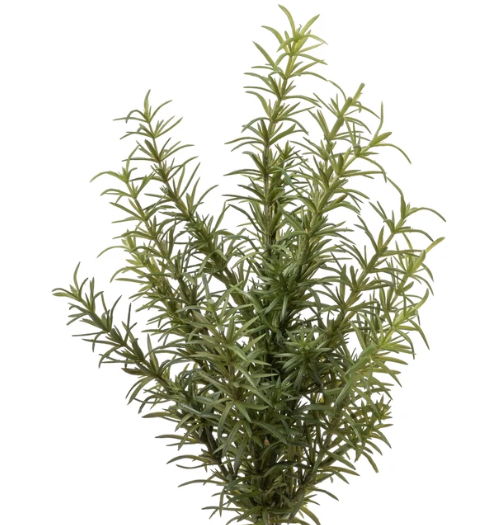 13" Rosemary Stem