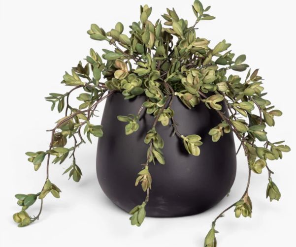 Gail Potted Succulent Planter