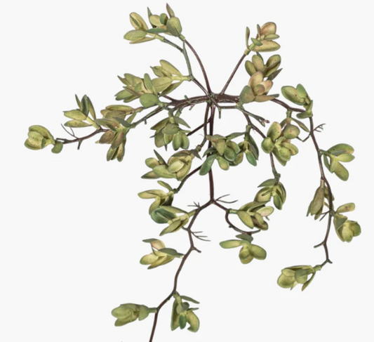 8" Multiheaded Succulent