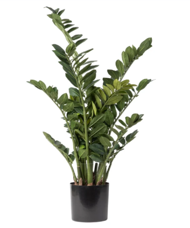 46" Potted ZZ Plant