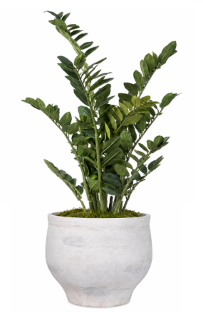 Mason Potted ZZ Plant