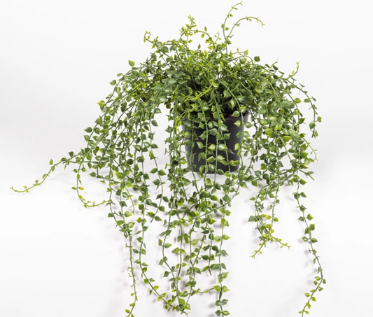 Turtle Vine Potted Plant