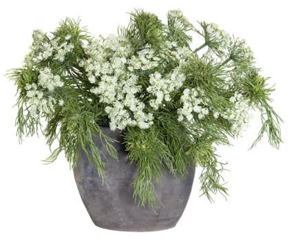 Potted Queen Ann Lace Arrangement