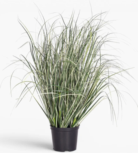 24" Potted Variegated Grass