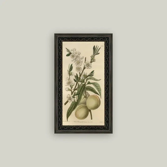 The White Peach Art