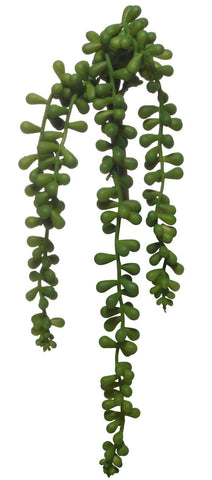 Hanging Sedum
