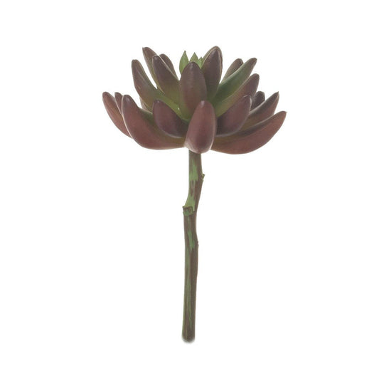6" Burgundy Succulent Stem