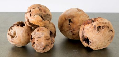 RUSTIC FIR WOOD