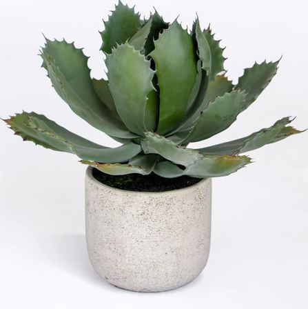 AGAVE 11.25"H, POTTED