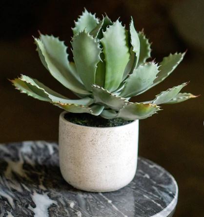 AGAVE 11.25"H, POTTED